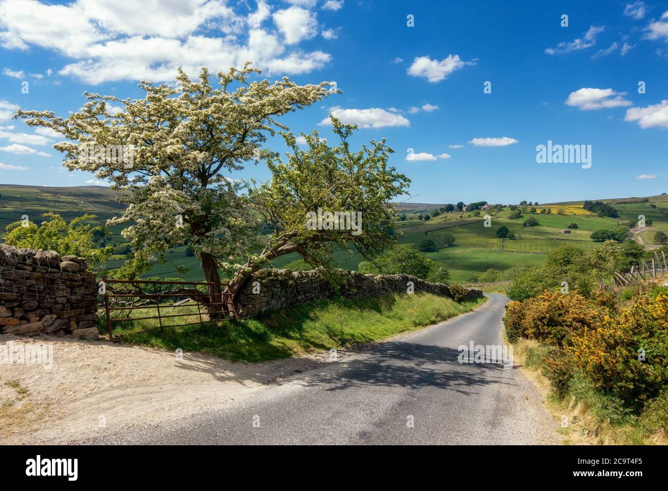 Mirando hacia abajo Colina trampa en Nidderdale con un impresionante árbol de espino en flor y a través de la aldea de Middlesmoor, Yorkshire del Norte, Inglaterra, u Foto de stock