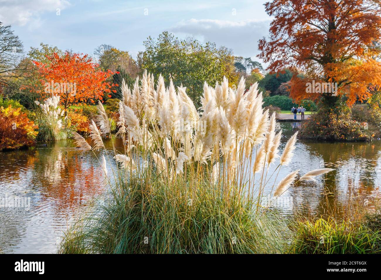 Ornamentales (hierba de la pampa Cortaderia selloana) por parte del estanque en Wakehurst Place, Ardingly, West Sussex, Reino Unido, con árboles en colores de otoño Foto de stock