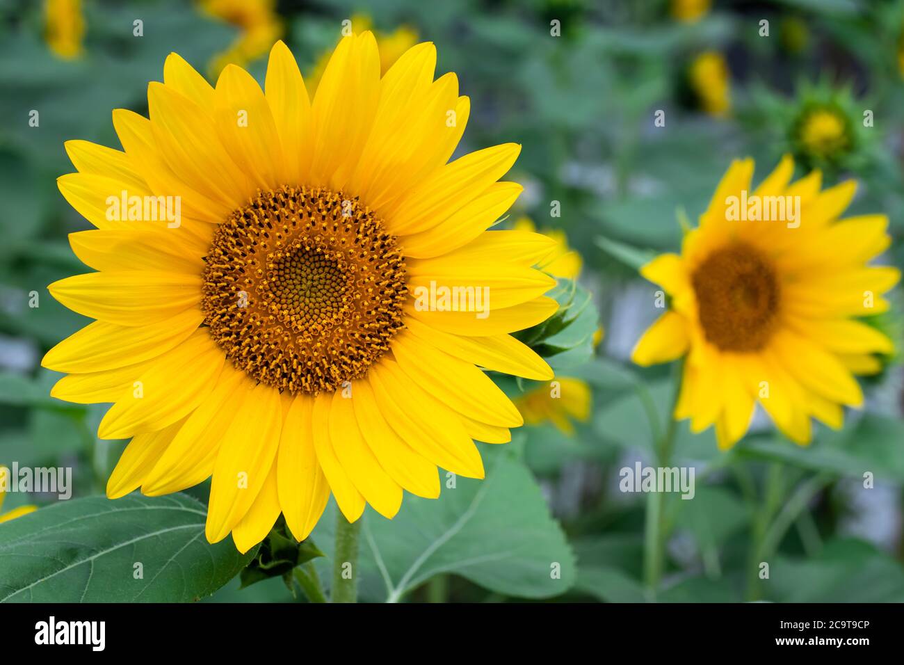 Fondo de pantalla de girasol fotografías e imágenes de alta resolución -  Alamy
