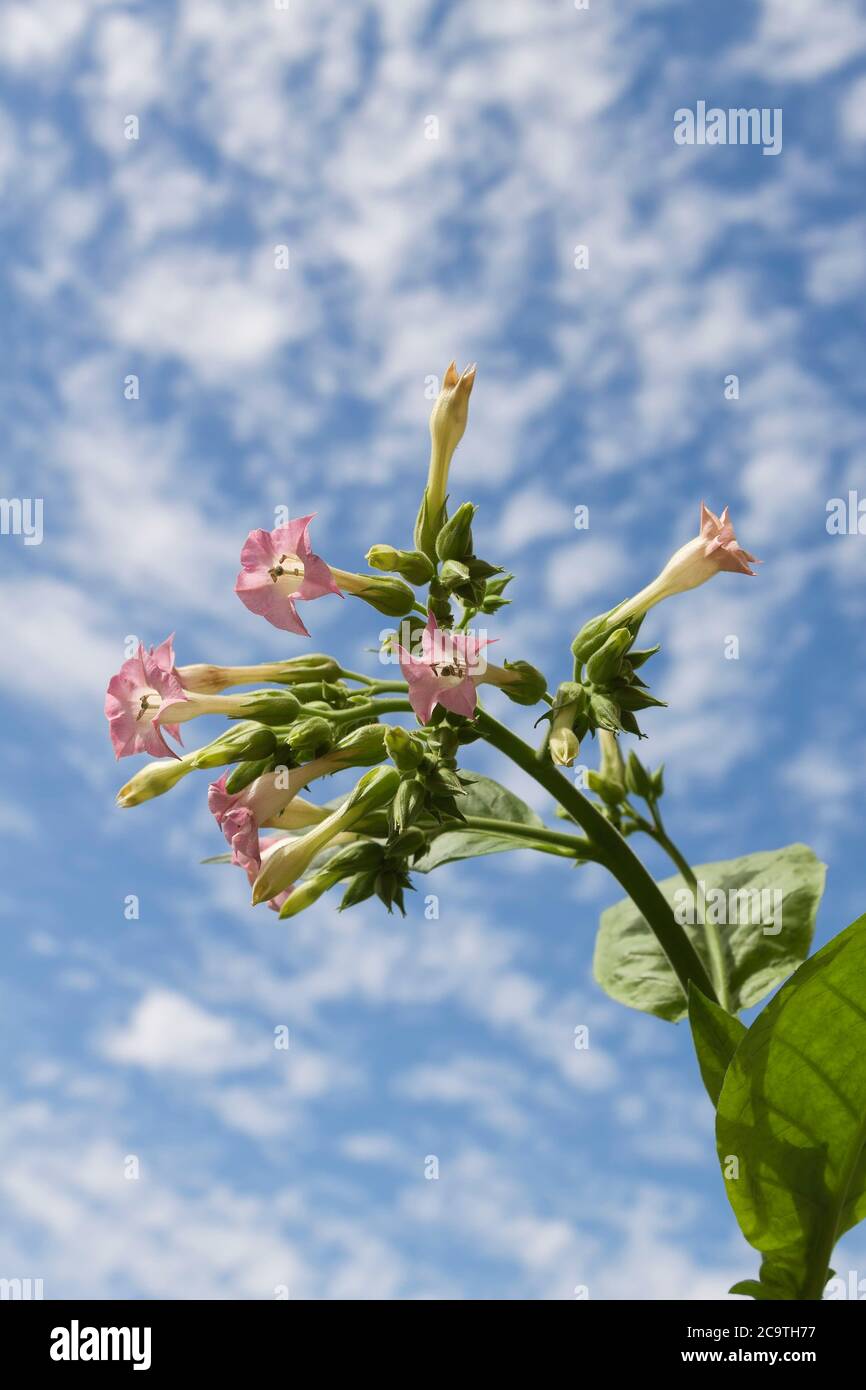 las flores de la planta del tabaco nicotiana tabacum fotografía de