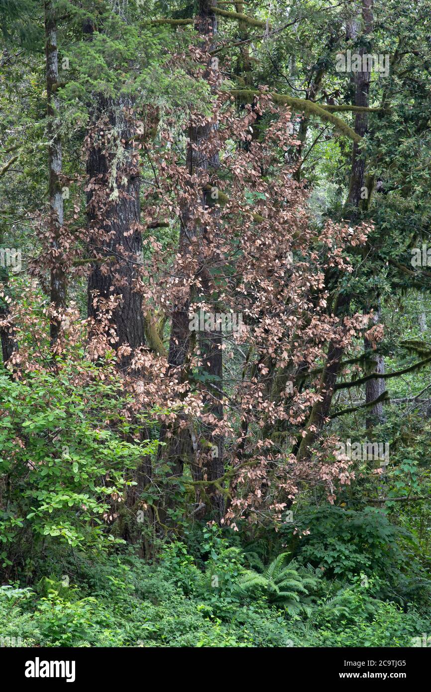 La muerte súbita del roble (SOD) es una enfermedad de los árboles 'Quercus vislizenii' de Live & Tan Oak causada por un patógeno invasor de planta 'Phytophthora ramorum'. Foto de stock