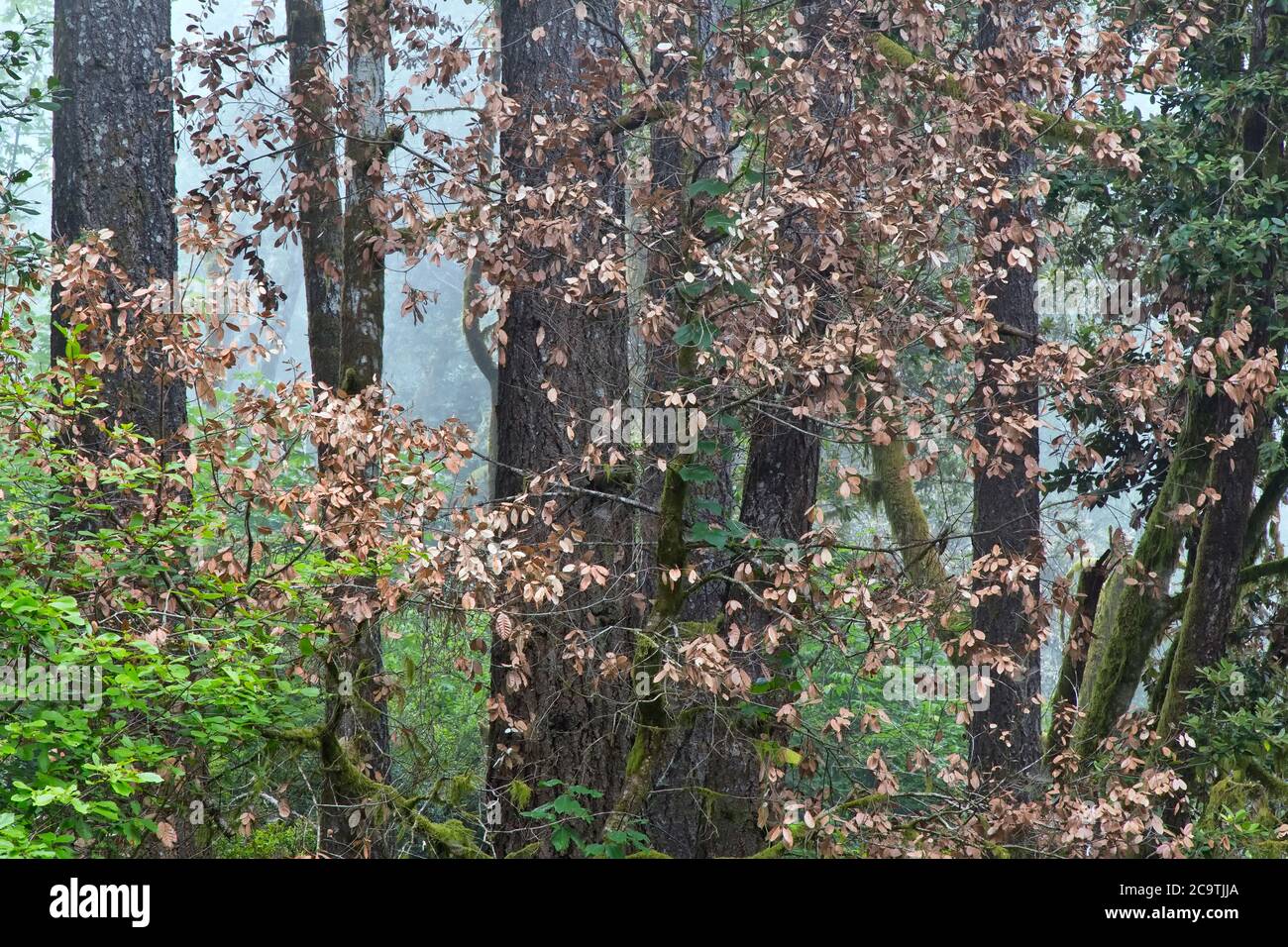 La muerte súbita del roble (SOD) es una enfermedad de los árboles 'Quercus vislizenii' de Live & Tan Oak causada por un patógeno invasor de planta 'Phytophthora ramorum'. Foto de stock