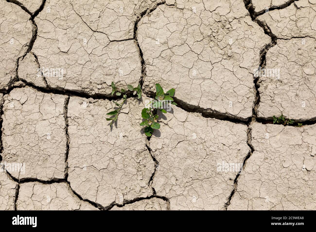 Tierra seca agrietada. A los campos les falta lluvia. Foto de stock