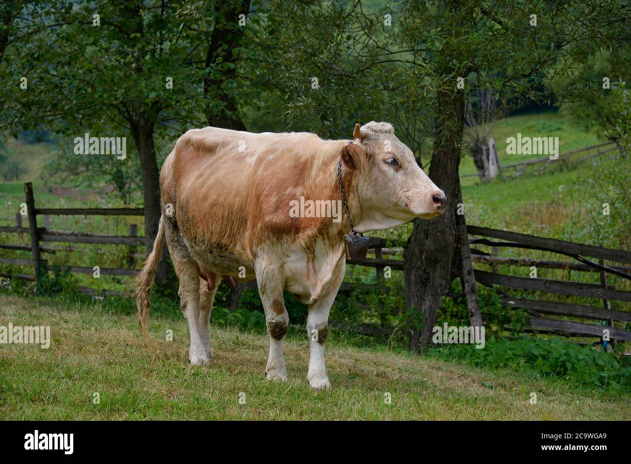 Brasov, Rumania - Ago 2019: Vaca grande, cornada lloraba una campana tradicional Foto de stock