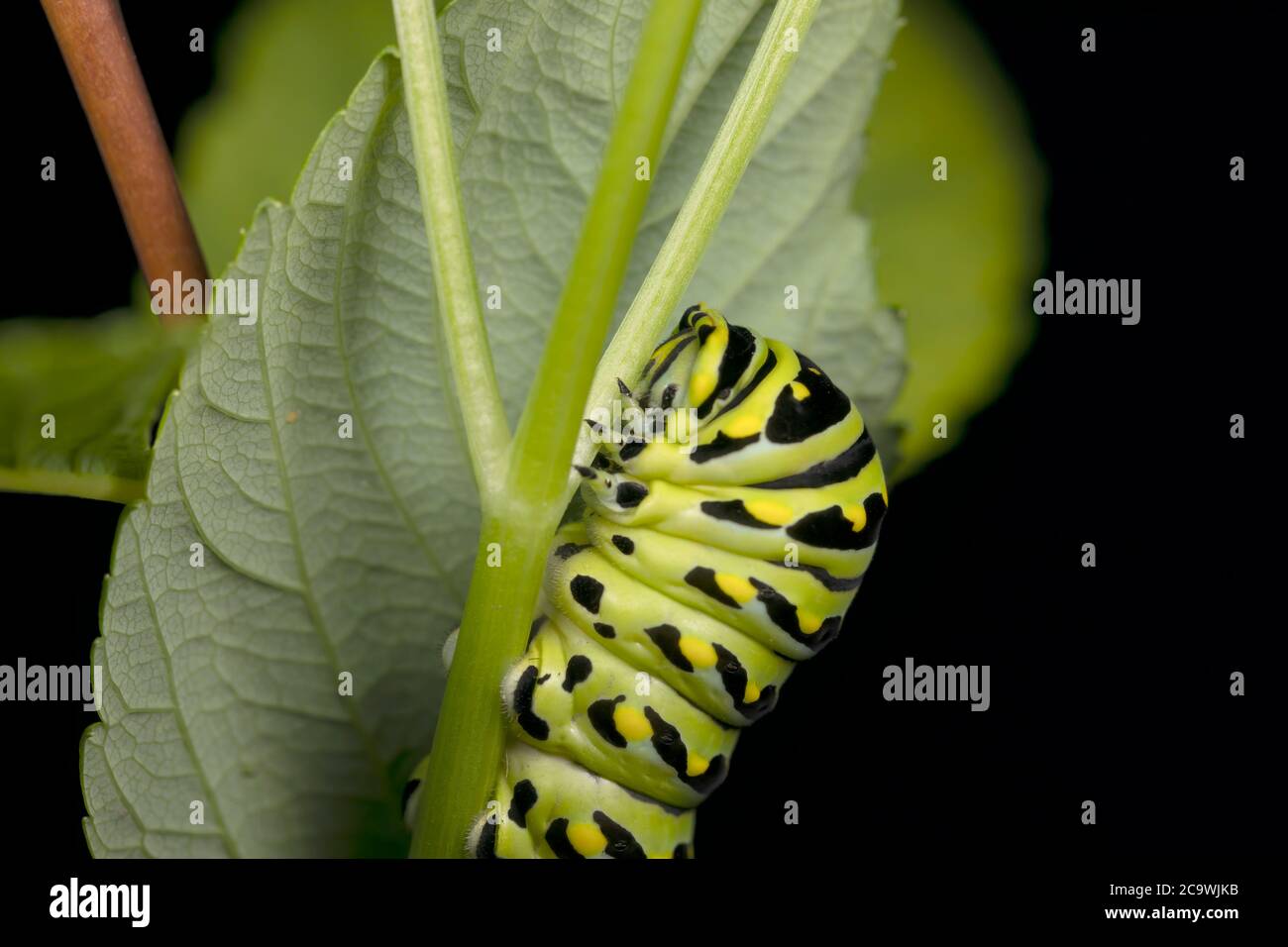 Orugas negras Swallowtail. En América del Norte son especies más comunes. Es la mariposa estatal de Oklahoma y Nueva Jersey. Foto de stock