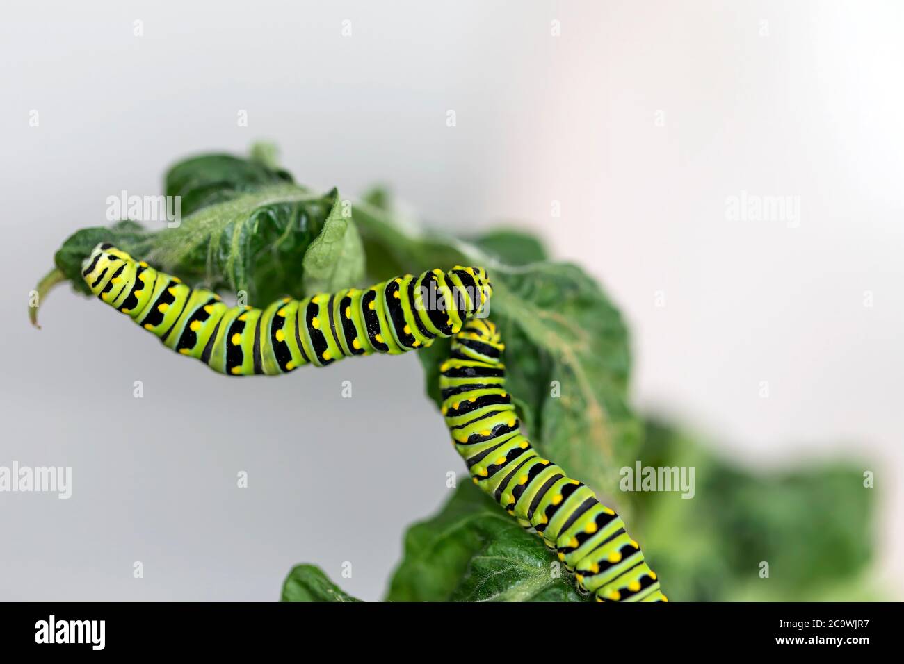 Orugas negras Swallowtail. En América del Norte son especies más