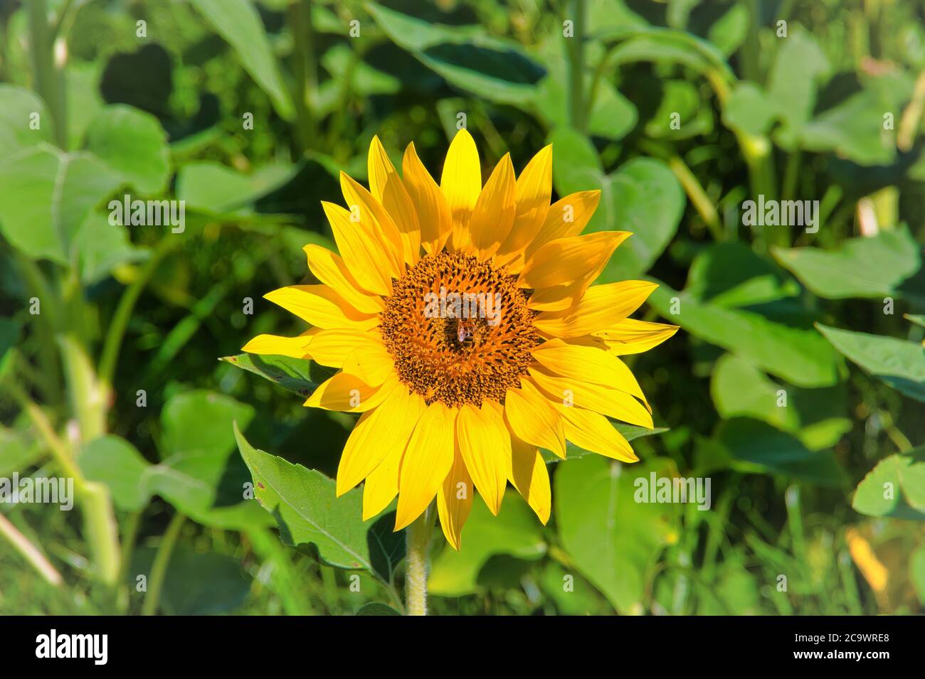 Solo girasol en un campo de girasoles con una abeja de miel en su centro  Fotografía de stock - Alamy