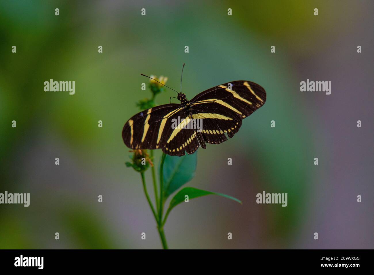 Mariposa de ala larga Zebra descansando en una planta Foto de stock