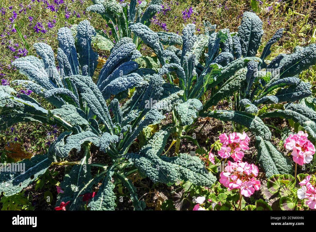 Kale Brassica oleracea 'Nero di Toscana' en el jardín de flores de lecho Pelargonium Ornamental repollo Foto de stock