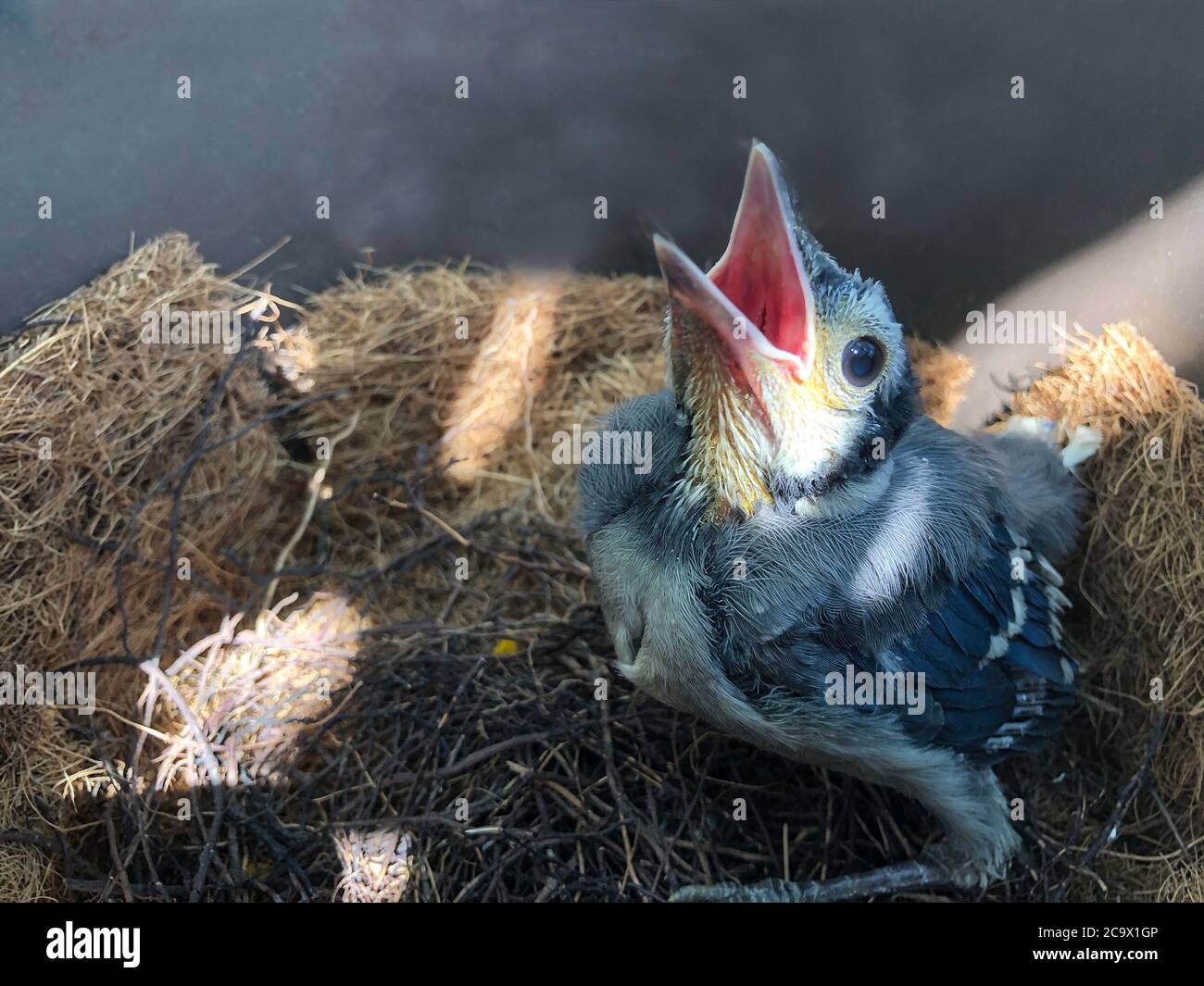 Blue Jay Nest Fotos E Imagenes De Stock Alamy