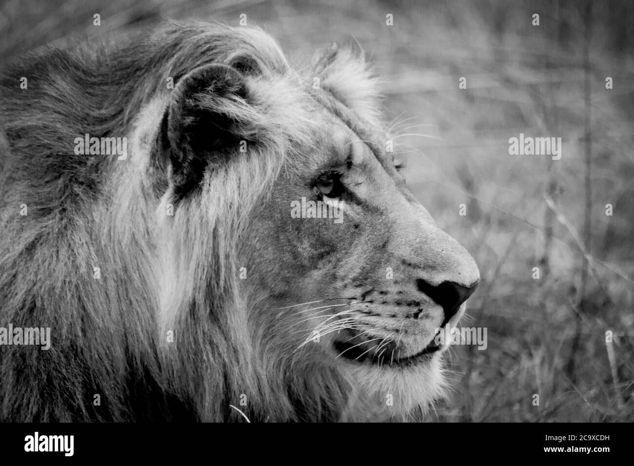 Primer plano de la cabeza de un león joven en la sabana africana donde se ve el hombre en desarrollo (blanco y negro). Foto de stock