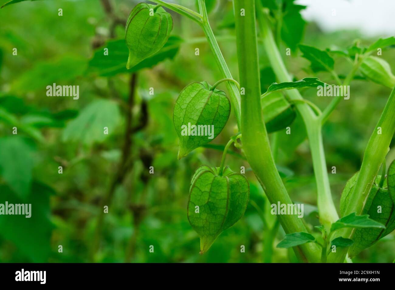 Physalis peruviana, arándano del cabo en el árbol en las granjas orgánicas. Información nutricional sobre Rasbhari, bayas de cabo, o bayas de oro, B de oro Foto de stock