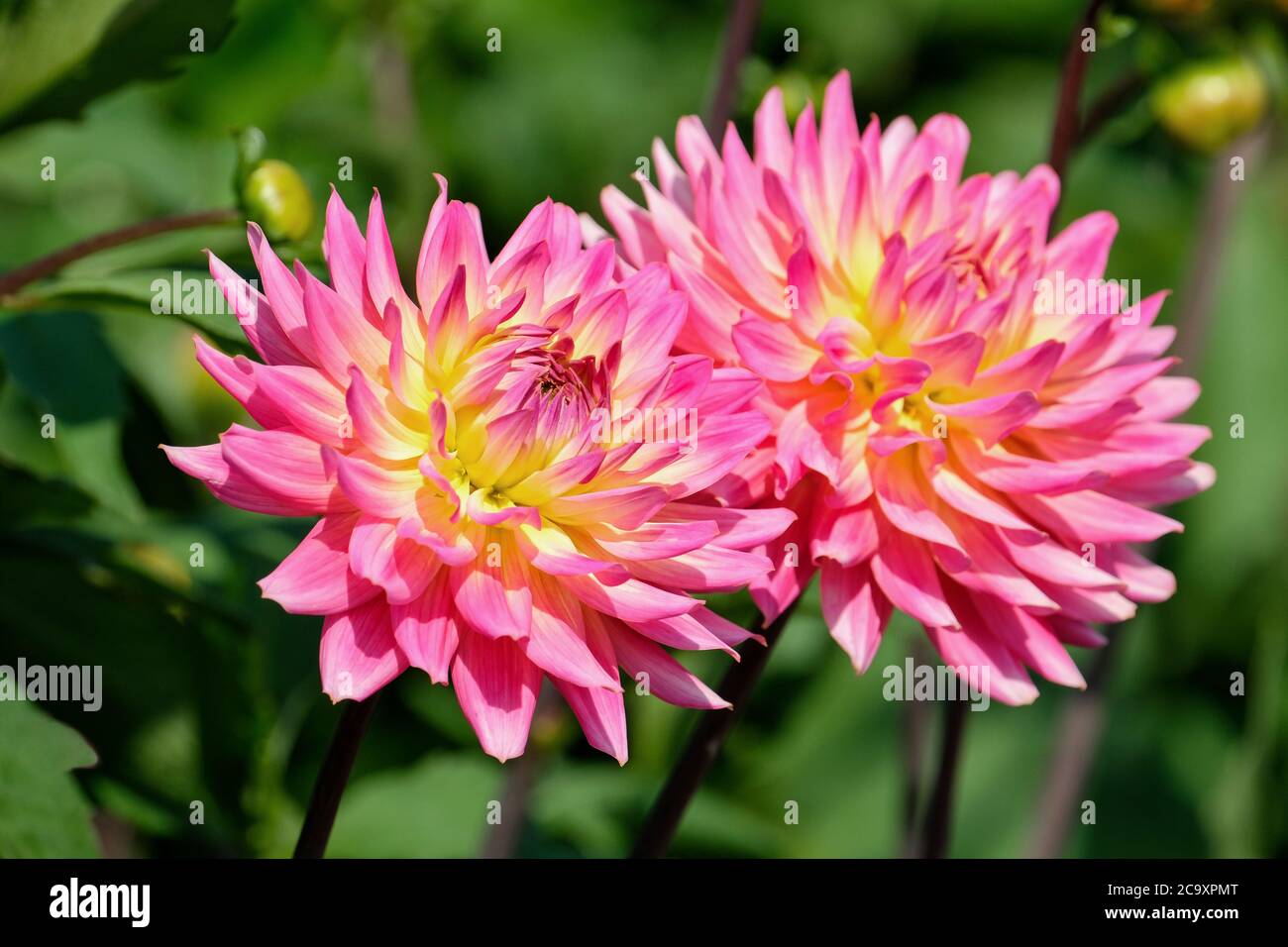 Semi-Cactus Hapet Dahlia 'Buga Munchen' Foto de stock