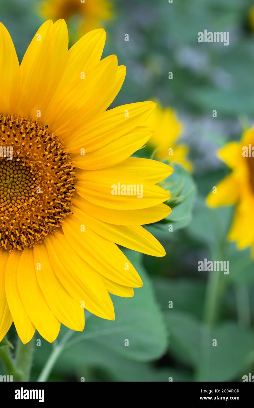 Fondos florales fotografías e imágenes de alta resolución - Alamy
