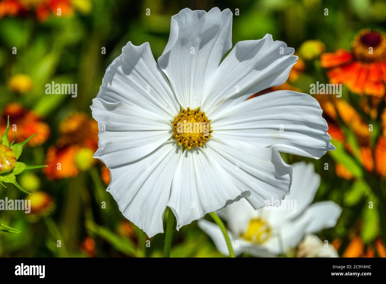 Jardín Cosmos bipinnatus 'Pureza' floreciendo Cosmos flor, Cosmos Blanco 'Pureza' Foto de stock