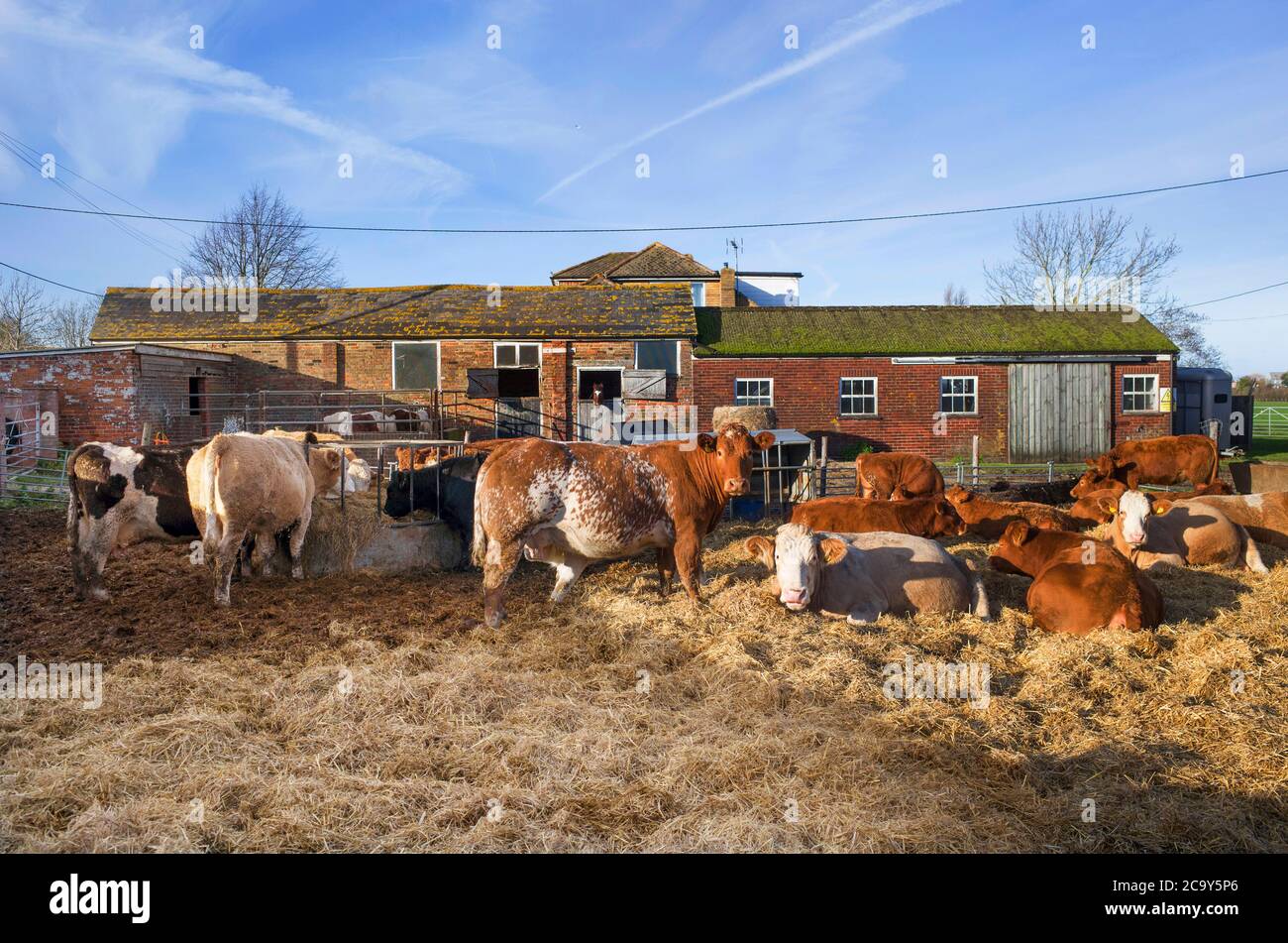 Vacas lecheras fuera en Brooklands Farm en Kent, Inglaterra. Foto de stock
