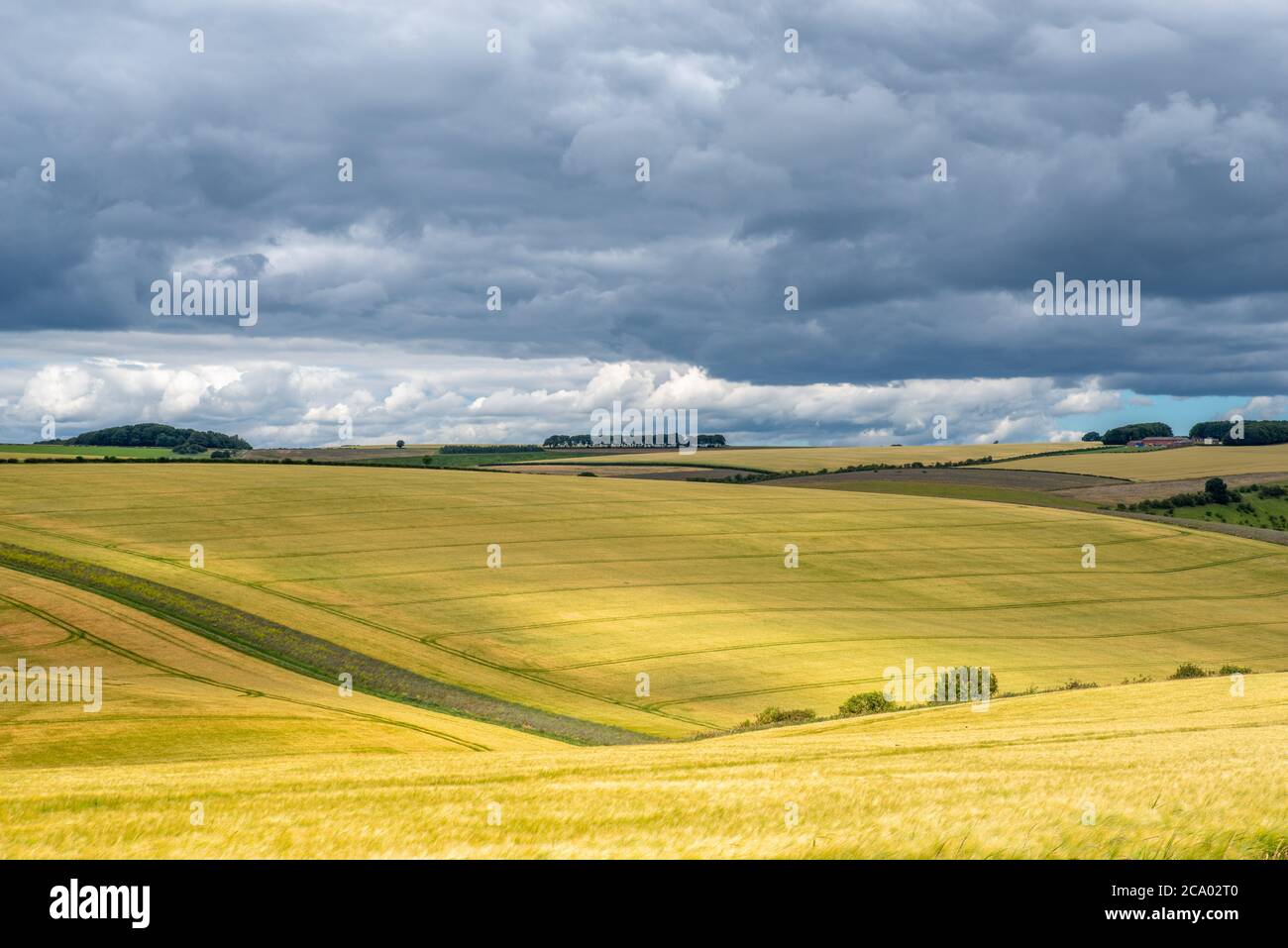 Vista de paisaje colorido sobre colinas onduladas y campos de trigo en un día soleado con nubes oscuras. Foto de stock