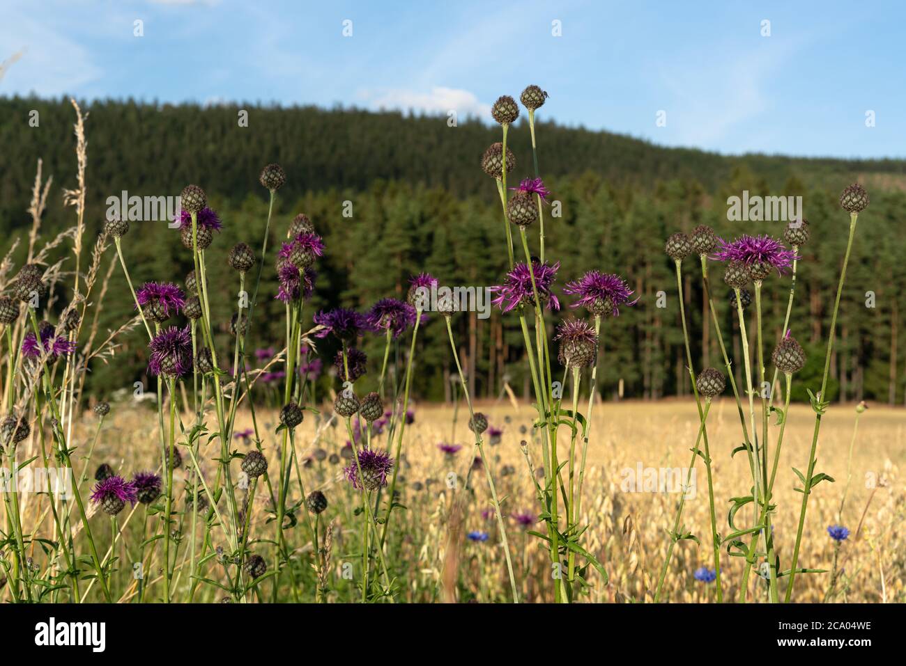 Cardo rastrero (Cirsium arvense) en el campo de grano Foto de stock