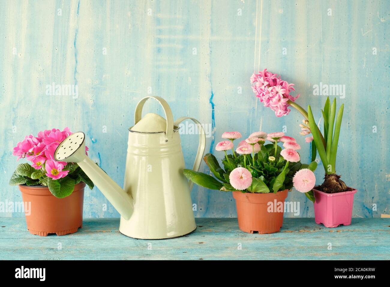 Jardinería en la primavera, flores jóvenes y herramientas de jardinería, espacio de copia Foto de stock