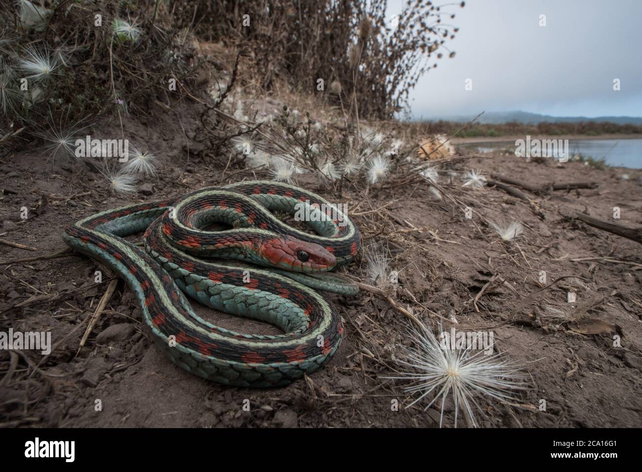 Una serpiente de garterpias roja de california (Thamnophis sirtalis infernalis) descansando junto a un estanque de ganado en Point Reyes National Seashore en CA. Foto de stock