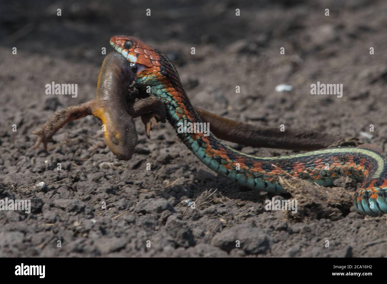 Una serpiente de cola roja de california (Thamnophis sirtalis infernalis) comiendo un newt (Taricha torosa), 1 de los pocos depredadores que pueden manejar las toxinas del newt. Foto de stock
