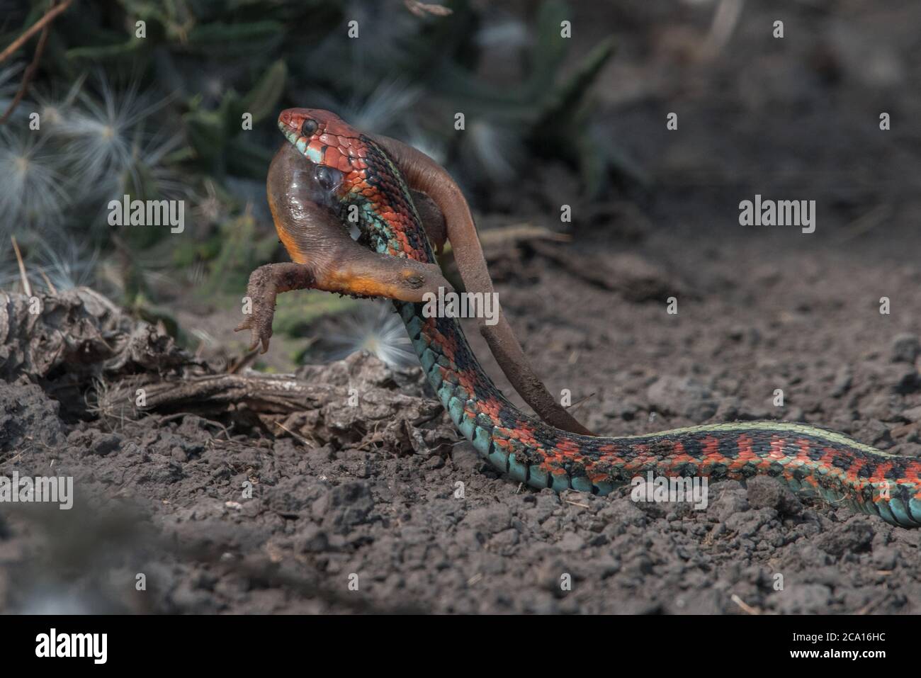 Una serpiente de cola roja de california (Thamnophis sirtalis infernalis) comiendo un newt (Taricha torosa), 1 de los pocos depredadores que pueden manejar las toxinas del newt. Foto de stock