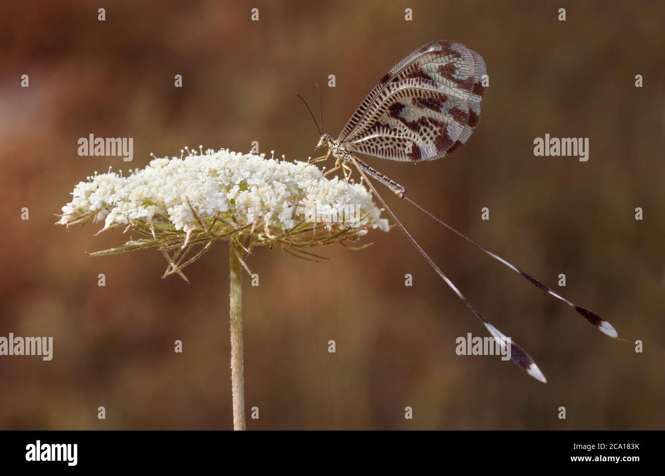 Hilo de lacueta alimentación de mosca en umbelliferae cabeza de flor en Grecia Foto de stock