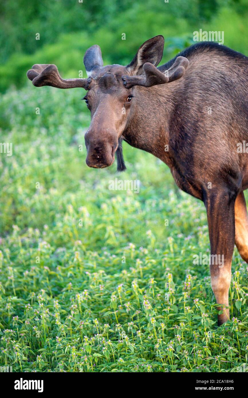 Male Moose deja de apacentarse para comprobar su seguridad o peligro por parte de otros Foto de stock