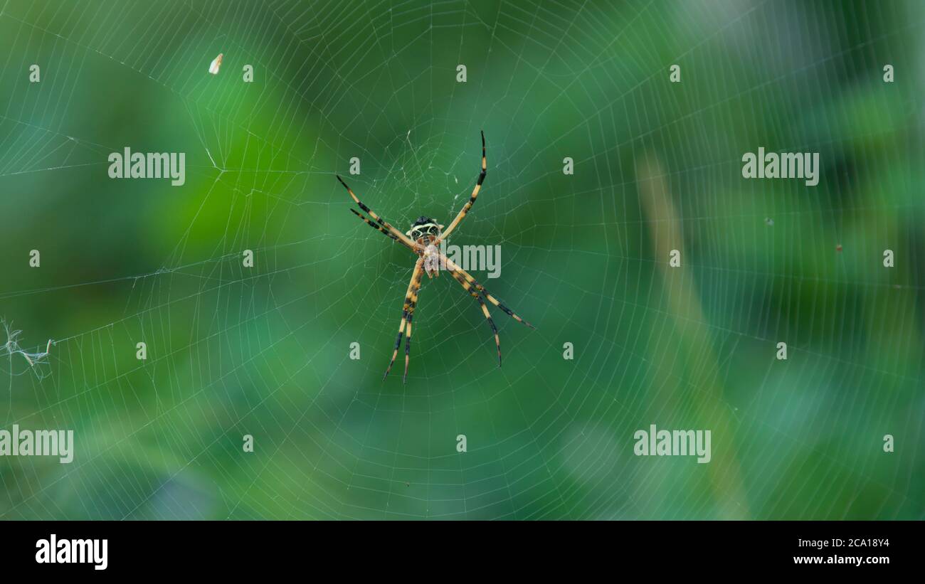 Cerca de una araña con cuerpo negro y amarillo y piernas en el centro de su tela araña sobre fondo verde Foto de stock