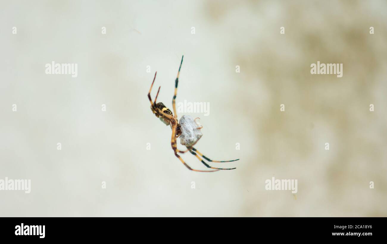 Cerca de una araña con el cuerpo y las piernas de negro y amarillo en el centro de su tela araña sobre fondo verde Foto de stock