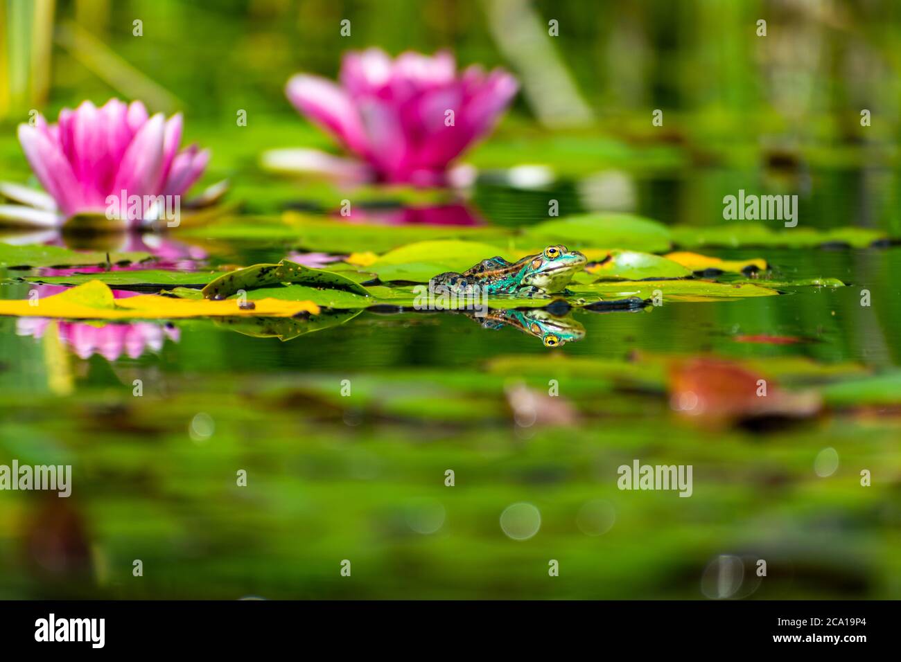 Una fotografía de una rana descansando en un lilypad. Foto de stock