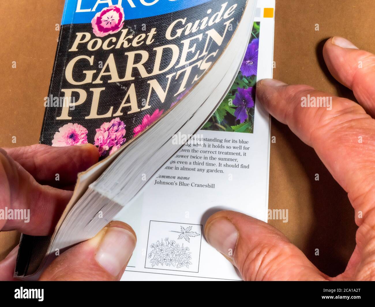 Las manos de un hombre usando Larousse Garden Plants Pocket Guide (publicado en 1995). El libro contiene hechos y fotos de más de 500 plantas de jardín. Foto de stock