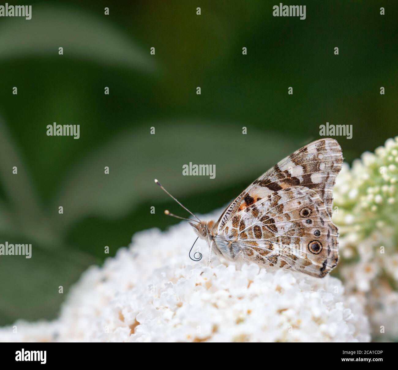 Una mariposa de la dama pintada (Vanessa cardui) con su proboscis curada,  descansando en una panícula blanca de Buzz Buddleja de flores Fotografía de  stock - Alamy