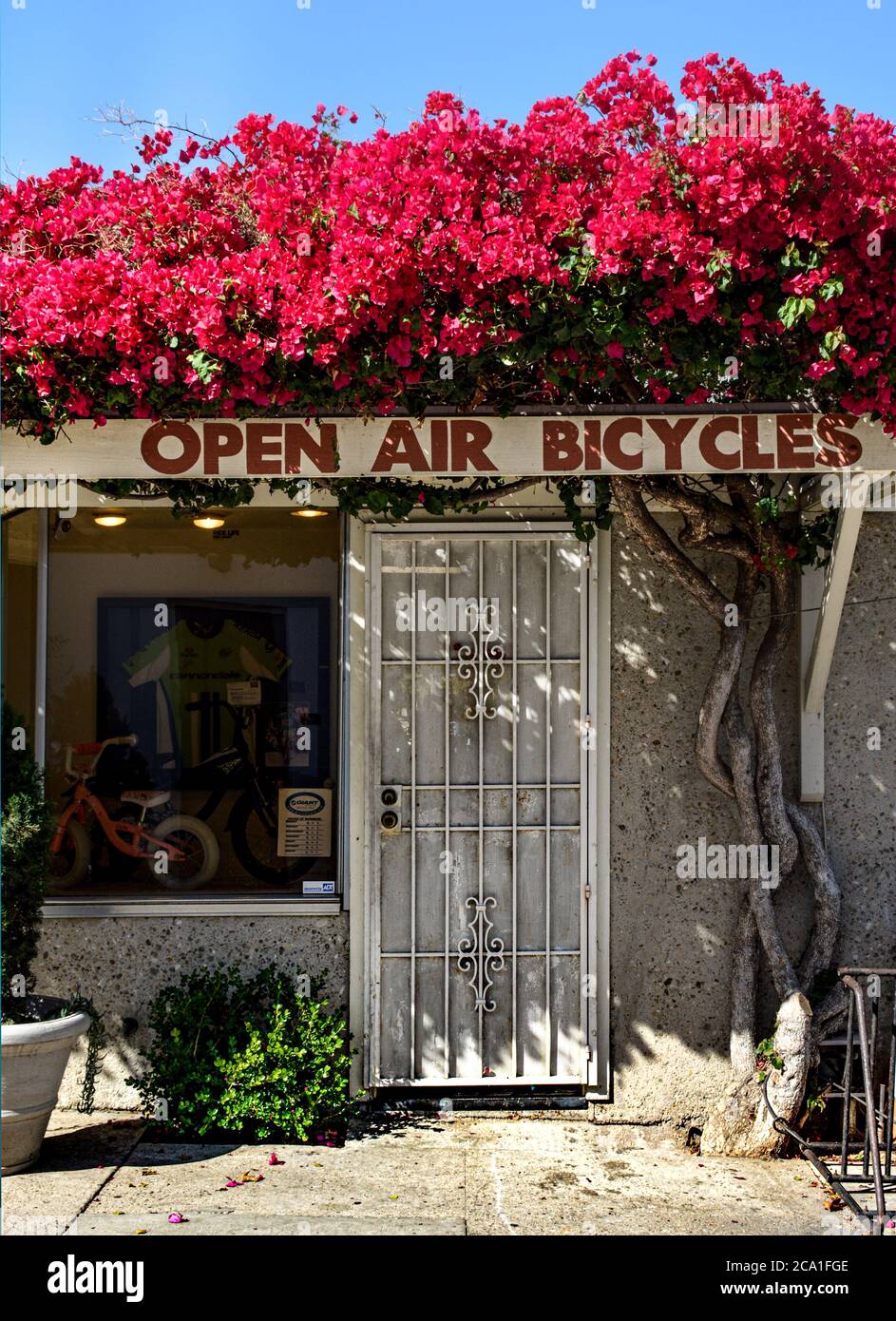 Una hermosa explosión de la planta de buganvillas rojas que crece sobre la puerta de entrada a Open Air Bicycles, una tienda de barrio en Santa Bárbara, CA, EE.UU Foto de stock