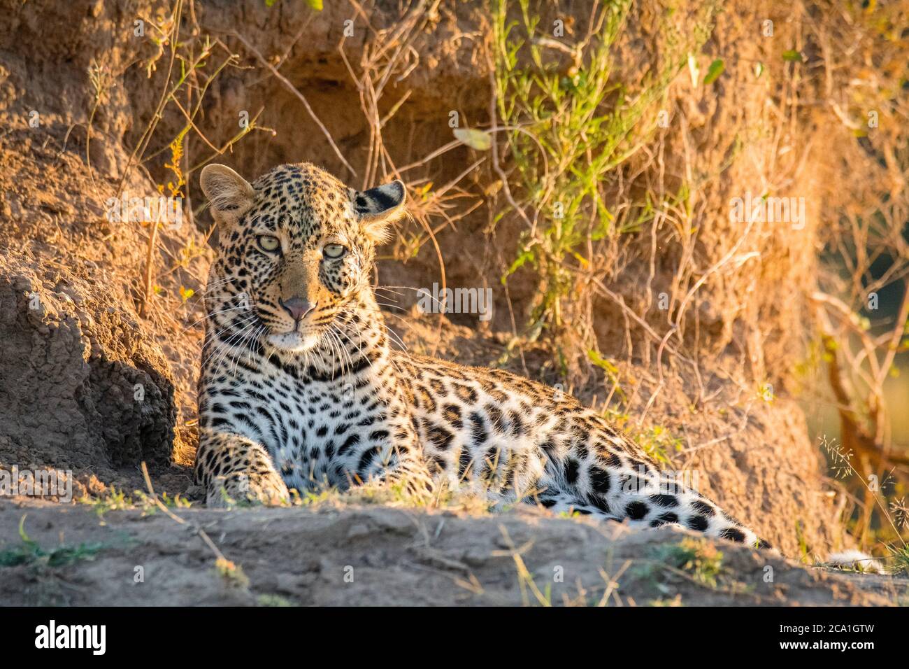 Leopardo africano, Panthera pardus pardus, descanso, Masai Mara, Kenia, África Foto de stock