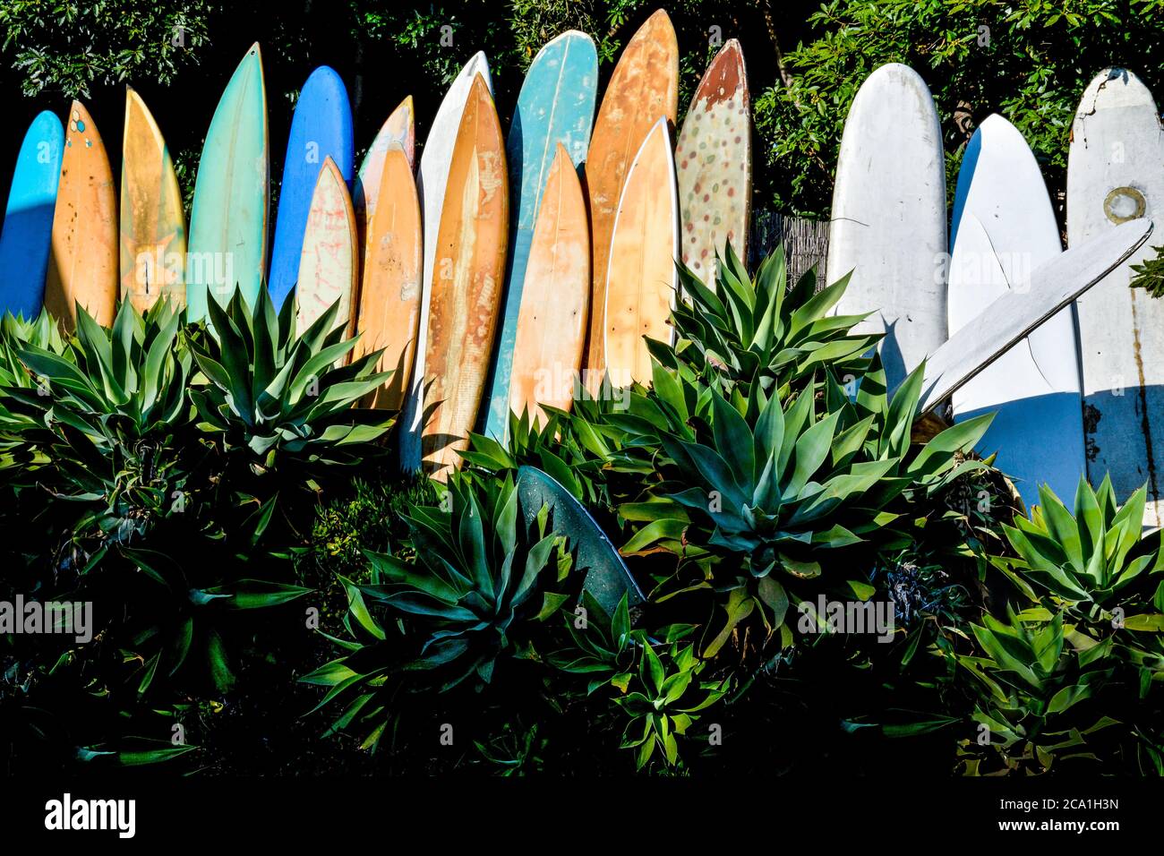 Una gama de tablas de surf antiguas, deshuesadas y retiradas en un jardín de agave mostrando iconos de la cultura del surf en Santa Bárbara, CA, EE.UU Foto de stock