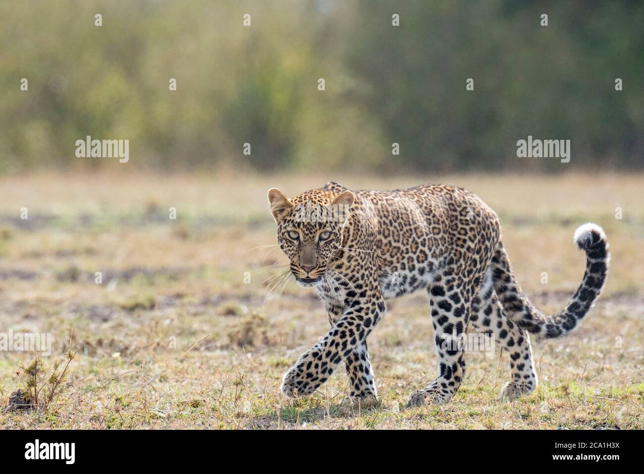 Leopardo africano, Panthera pardus pardus, Masai Mara, Kenia, África Foto de stock