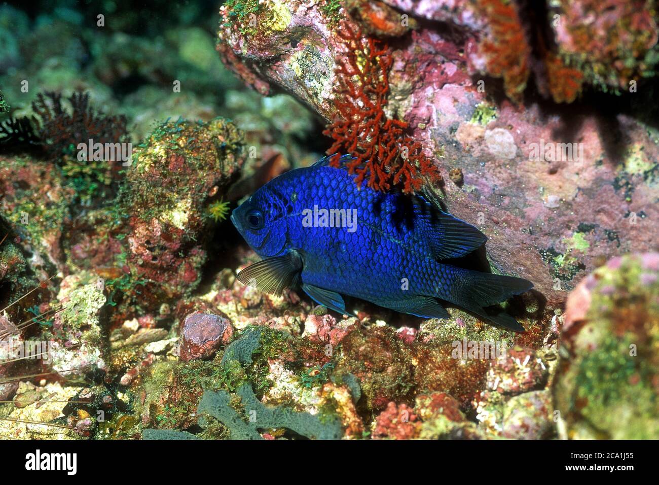 Azul Damegoísta, Cadenat's Chromis, 'Chromis cadenati', durmiente, corales cercanos, Isla Rolas, Santo Tomé Foto de stock