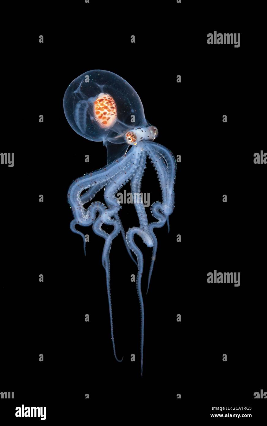 Wunderpus pulpo paralarva, Wunderpus photogenicus, fotografiado a 30 pies con el fondo 500 pies debajo, Anilao, Filipinas, Océano Pacífico Foto de stock