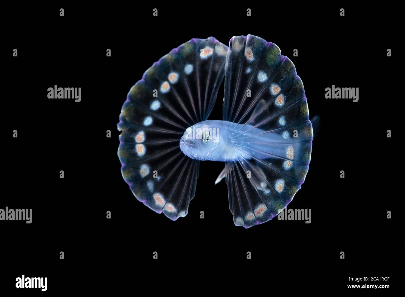 Larva de peces trípode de mar profundo no identificados, Familia Ipnopidae, fotografiada durante la inmersión en aguas negras en el océano abierto a 20 pies con fondo a 600 más f Foto de stock