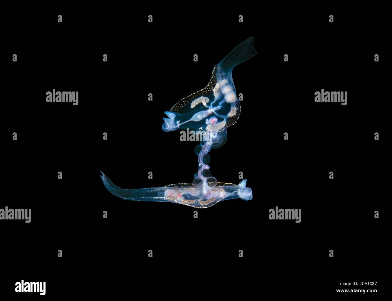 Pelágicos nudibranch, Philliroe especies, pareja, apareamiento, por primera vez fotografiado durante la inmersión en aguas negras cerca de la superficie en 600+ pies de Wat Foto de stock