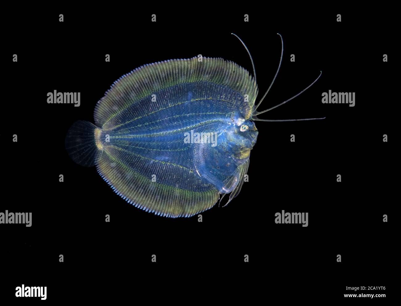 Platija manyeyed o platija de tres puntos, Grammatobothus polyophthalmus, fotografiada durante una inmersión en aguas negras en Anilao, Filipinas, Océano Pacífico Foto de stock