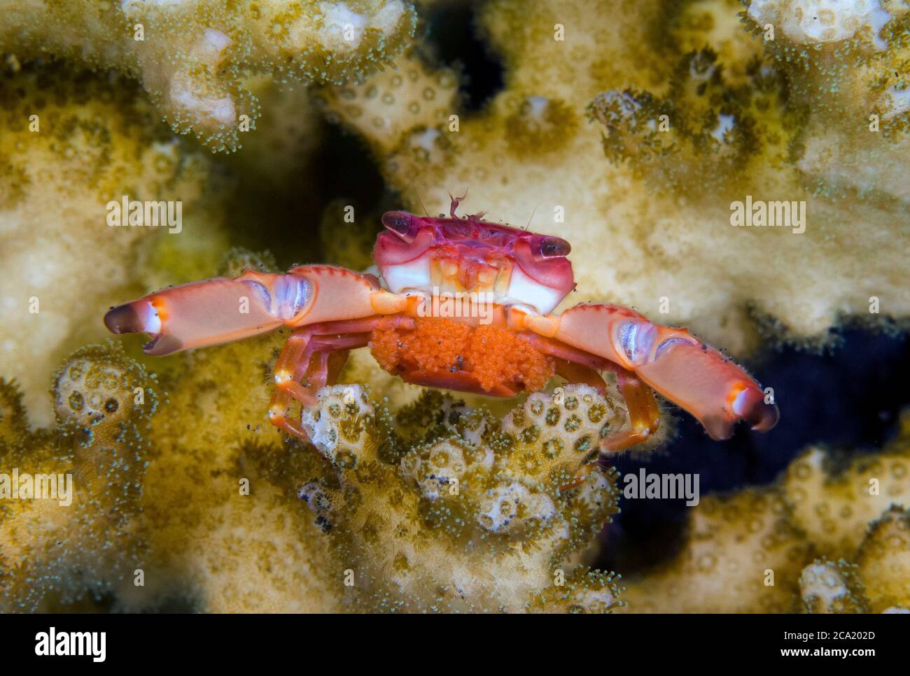 Guardia Crab, Trapezia sp., con un embrague de huevos, defendiendo a su anfitrión Acropora coral, Tulamben, Bali, Indonesia. Océano Pacífico Foto de stock