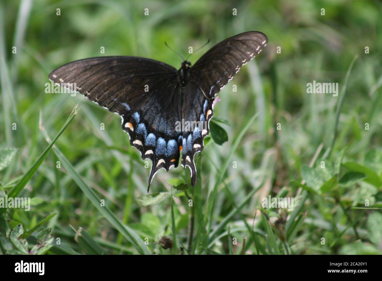 Eastern Black Swallowtail en Forest Park-St. Luis Foto de stock