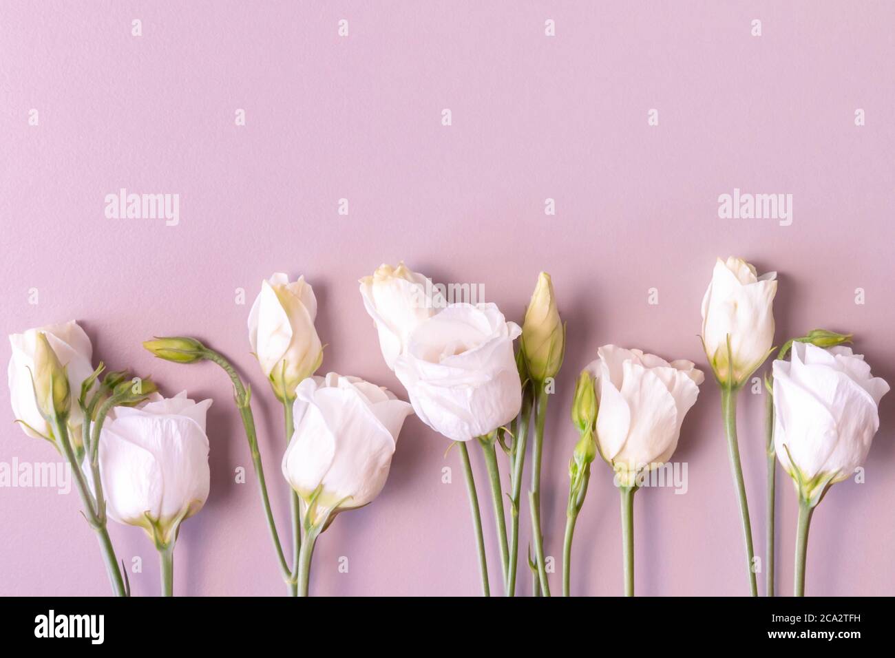 Fila de rosas blancas sobre fondo rosa. Flores de color rosa blanca con  tallos y hojas. En fila. Rosas cremosas aisladas sobre fondo rosa. Espacio  de copia. Plana la Fotografía de stock -
