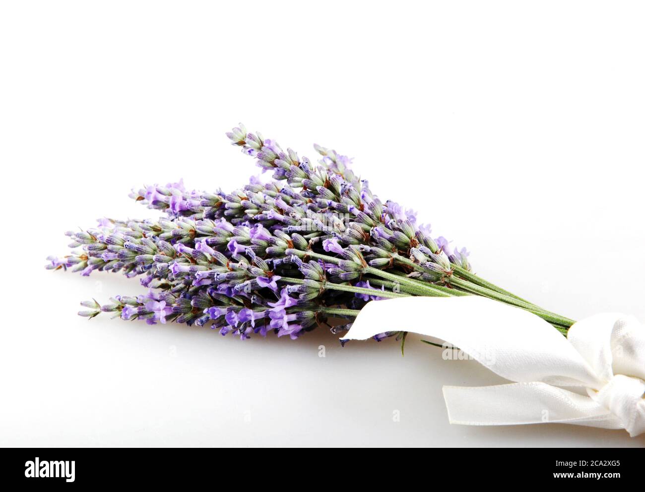 Flor de lavanda aislada sobre fondo blanco. Lavandula (nombre común lavanda)  es un género de 47 especies conocidas de plantas con flores en la familia de  las menta Fotografía de stock - Alamy