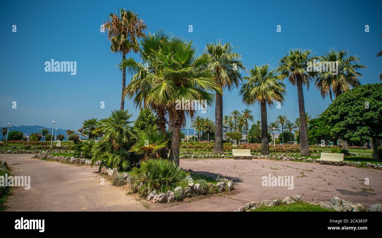 Hermoso parque con palmeras en la ciudad de Cannes en la Croisette - fotografía de viajes. Foto de stock