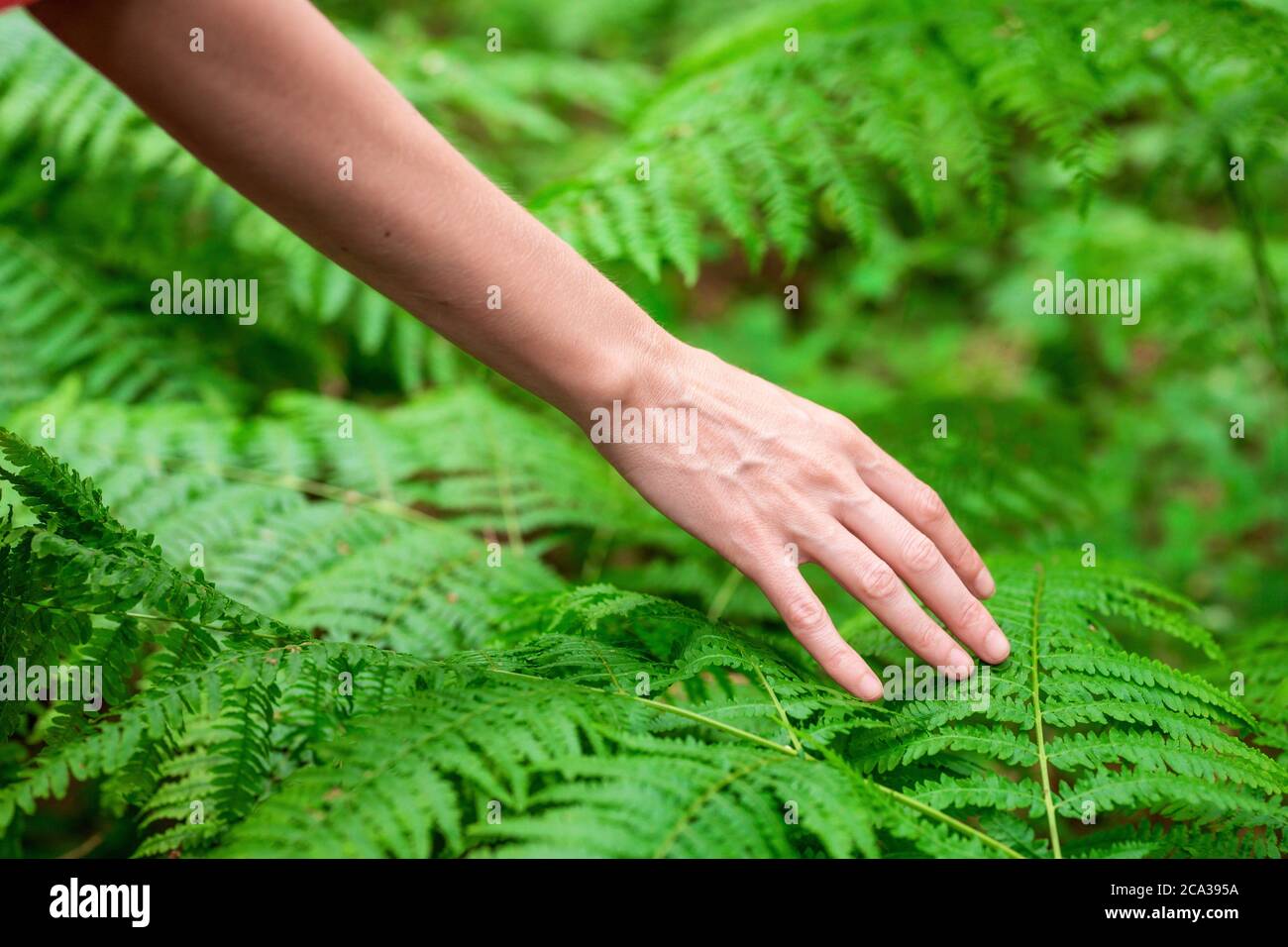 La mano femenina, con los dedos largos y elegantes toca suavemente la planta, las hojas de helecho. Primer plano de una persona irreconocible. Imagen de alta calidad. Foto de stock