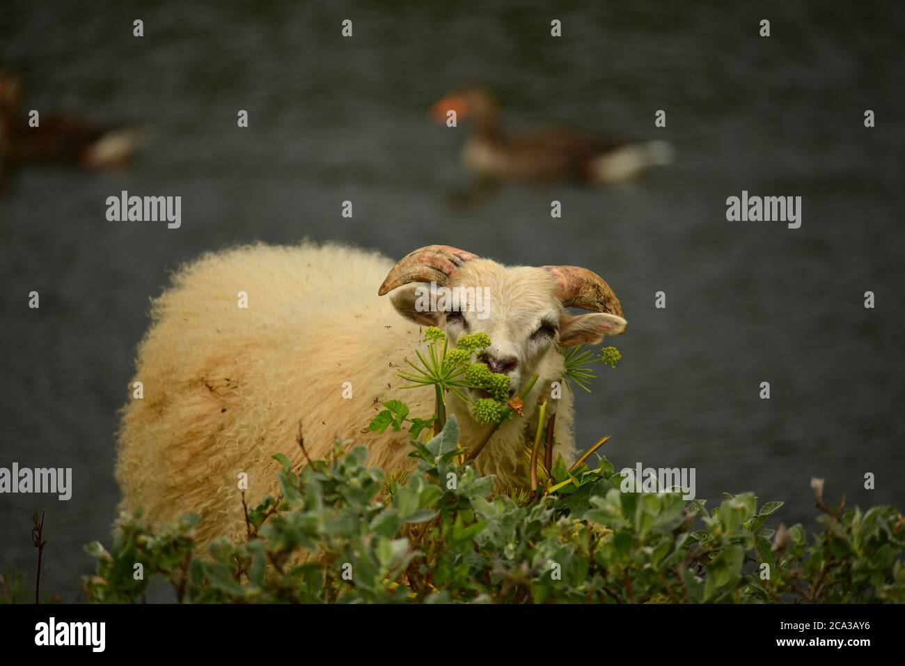 Cerca de un joven ovino islandés pastando, Islandia Foto de stock