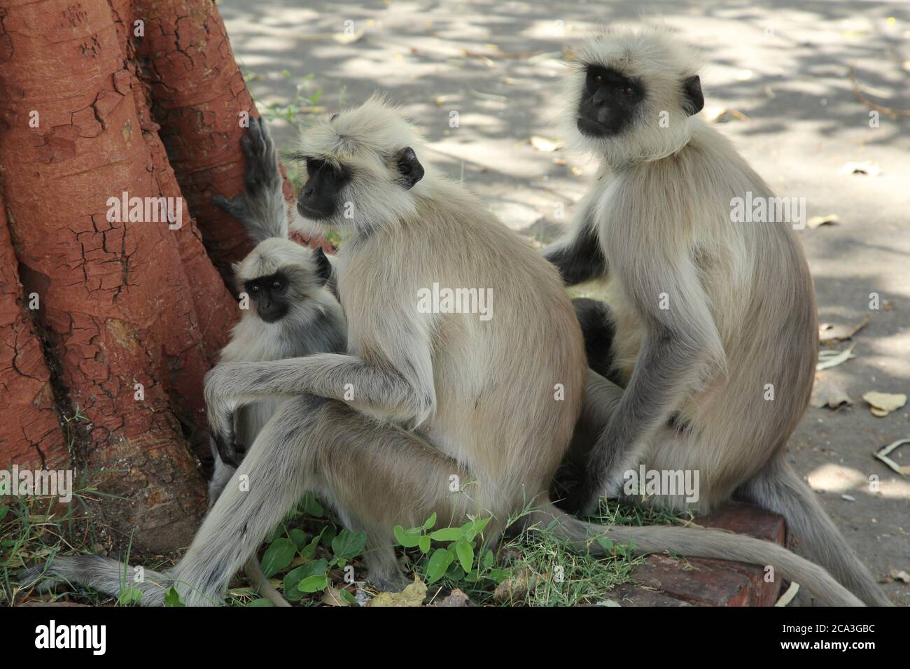 Familia de monos en Udaipur, Rajasthan, India Fotografía de stock - Alamy